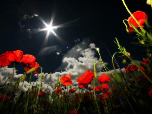 Coquelicots sur le fond du ciel nocturne Coquelicots sur le fond du ciel nocturne