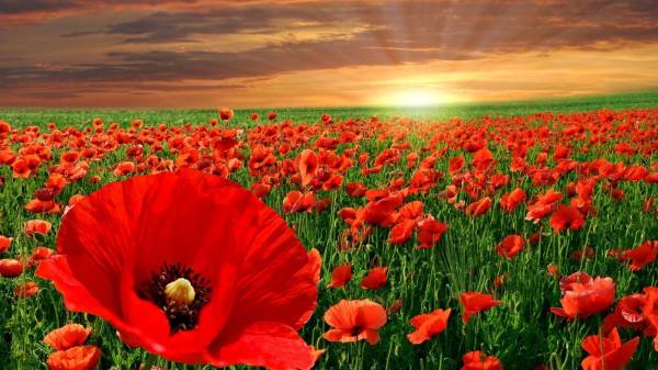 Champ de coquelicots au coucher du soleil - une impression qui peut décorer n'importe quelle maison Champ de coquelicots au coucher du soleil - une impression qui peut décorer n'importe quelle maison