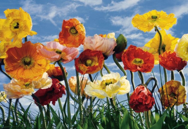 Coquelicots multicolores contre le ciel Coquelicots multicolores contre le ciel