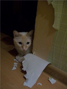 Le chat a arraché le papier peint Le chat a arraché le papier peint