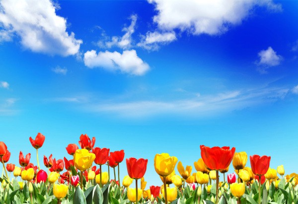Les tulipes proches nous font sentir comme si nous admirions le ciel, couché dans les fleurs