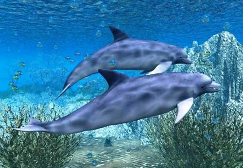 Le papier peint photo lumineux avec une image tridimensionnelle des habitants marins deviendra une décoration de la salle de bain