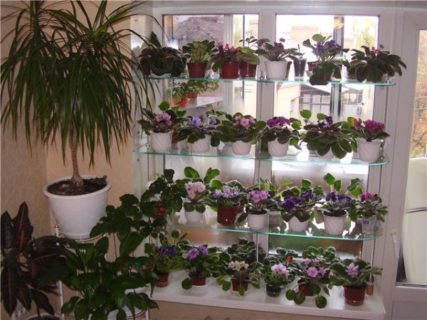 Étagère pour fleurs sur les fenêtres Étagère pour fleurs sur les fenêtres