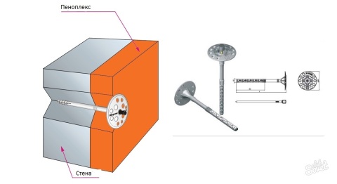 Le schéma de fixation du champignon penoplex Le schéma de fixation du champignon penoplex
