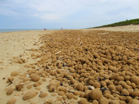 Les boules de Neptune sont rejetées à terre en grandes quantités Les boules de Neptune sont rejetées à terre en grandes quantités